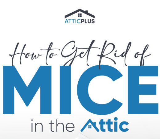 How to Get Rid of Mice in the Attic